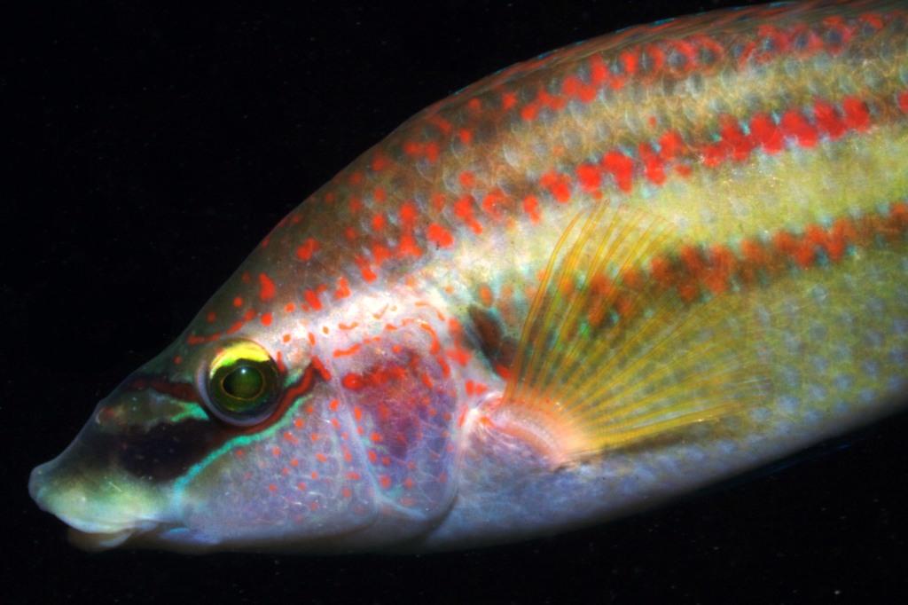 Symphodus tinca